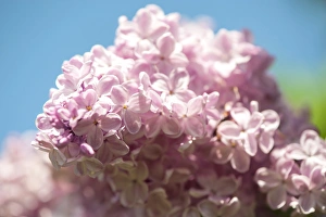 USA, Massachusetts, Boston, Arnold Arboretum, pink lilac tree USA, Massachusetts, Boston, Arnold Arboretum, pink lilac tree