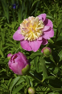 USA; Massachusetts; Reading; pink paeonies in bloom USA; Massachusetts; Reading; pink paeonies in bloom