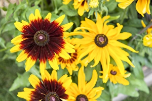 USA, Massachusetts, Wareham, Black-eyed Susan USA, Massachusetts, Wareham, Black-eyed Susan