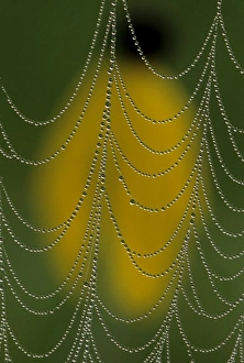USA, Michigan. Dewy web section in front of prairie coneflower blossom USA, Michigan. Dewy web section in front of prairie coneflower blossom