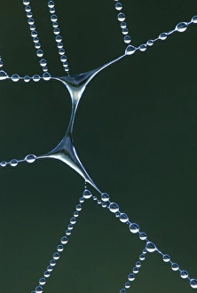 USA, Michigan. Dewy web section with water span USA, Michigan. Dewy web section with water span