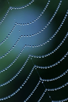 USA, Michigan. Diagonal web strand with dewy drapes USA, Michigan. Diagonal web strand with dewy drapes