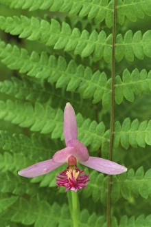 USA, Michigan, Rose pogonia orchid and marsh fern in springtime USA, Michigan, Rose pogonia orchid and marsh fern in springtime