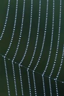 USA, Michigan. Vertical dew web strands with horizontal junction USA, Michigan. Vertical dew web strands with horizontal junction