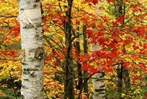 USA, Michigan. White paper birch tree trunks amid red maple leaves in autumn color USA, Michigan. White paper birch tree trunks amid red maple leaves in autumn color