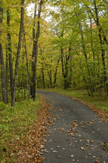 USA, Minnesota, Itasca State Park. Fall leaves on a bike path USA, Minnesota, Itasca State Park. Fall leaves on a bike path