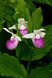 USA, Minnesota, Lake Itasca, Itasca State Park, showy ladys slipper (cypripedium USA, Minnesota, Lake Itasca, Itasca State Park, showy ladys slipper (cypripedium