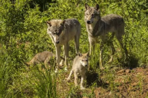 USA, Minnesota, Pine County. Gray wolf family USA, Minnesota, Pine County. Gray wolf family