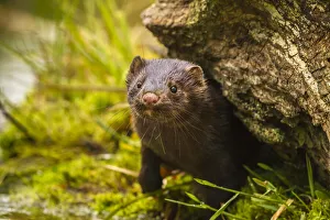 USA, Minnesota, Pine County. Mink in log. Credit as: Cathy & Gordon Illg / Jaynes Gallery USA, Minnesota, Pine County. Mink in log. Credit as: Cathy & Gordon Illg / Jaynes Gallery
