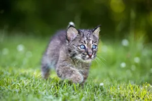 USA, Minnesota, Sandstone, Baby Bobcat (Kitten) USA, Minnesota, Sandstone, Baby Bobcat (Kitten)