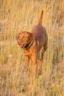 USA, Montana, Missoula. Vizsla hunting dog. Credit as: Fred Lord / Jaynes Gallery / DanitaDelimont USA, Montana, Missoula. Vizsla hunting dog. Credit as: Fred Lord / Jaynes Gallery / DanitaDelimont