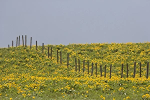 USA, Montana, Rocky Mountain Front. Balsamroot wildflowers grow in field with fence USA, Montana, Rocky Mountain Front. Balsamroot wildflowers grow in field with fence