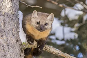 USA, Montana, Shoshone National Forest. Pine marten close-up in winter. Credit as USA, Montana, Shoshone National Forest. Pine marten close-up in winter. Credit as
