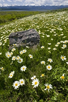 USA, Montana, Wild Daisy blooming in meadow by Hebgen Lake west of Yellowstone National USA, Montana, Wild Daisy blooming in meadow by Hebgen Lake west of Yellowstone National