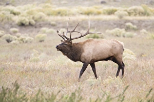 USA, Montana, Yellowstone National Park, Bull Elk walking in Rabbitbrush meadow during USA, Montana, Yellowstone National Park, Bull Elk walking in Rabbitbrush meadow during