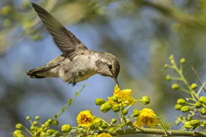 USA, Nevada, Bird Viewing Preserve. Female Costas hummingbird feeding. Credit as USA, Nevada, Bird Viewing Preserve. Female Costas hummingbird feeding. Credit as