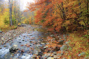 USA, New Hampshire Autumn colors on Maple, Beech trees along the edge of the river USA, New Hampshire Autumn colors on Maple, Beech trees along the edge of the river