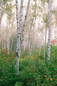 USA, New Hampshire. Birch trees in clearing fog USA, New Hampshire. Birch trees in clearing fog