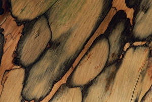USA, New Hampshire. Tree bark pattern. Credit as: Marie Bush / Jaynes Gallery USA, New Hampshire. Tree bark pattern. Credit as: Marie Bush / Jaynes Gallery