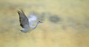 USA, New Mexico, Bosque del Apache National Wildlife Reserve. Abstract of sandhill crane running USA, New Mexico, Bosque del Apache National Wildlife Reserve. Abstract of sandhill crane running