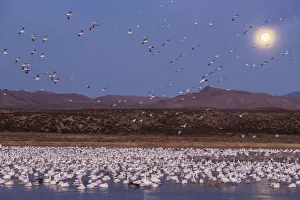 USA, New Mexico, Bosque del Apache National Wildlife Refuge. Full moon and bird flocks USA, New Mexico, Bosque del Apache National Wildlife Refuge. Full moon and bird flocks