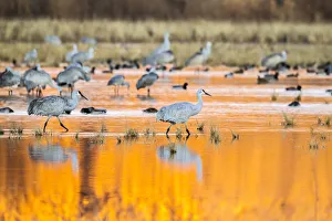 USA, New Mexico, Bosque del Apache National Wildlife Refuge. Sandhill cranes in water at sunrise USA, New Mexico, Bosque del Apache National Wildlife Refuge. Sandhill cranes in water at sunrise