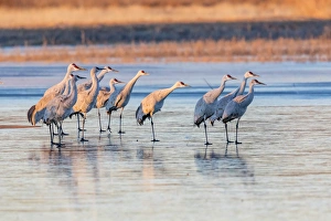 USA, New Mexico, Bosque del Apache Natural Wildlife Refuge USA, New Mexico, Bosque del Apache Natural Wildlife Refuge