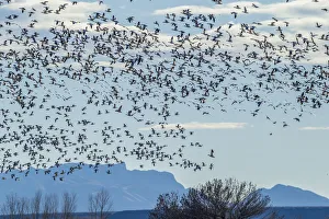 USA, New Mexico, Bosque del Apache Natural Wildlife Refuge. Snow geese in flight USA, New Mexico, Bosque del Apache Natural Wildlife Refuge. Snow geese in flight