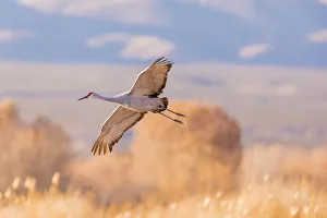 USA, New Mexico, Bosque del Apache Wildlife Refuge. Sandhill crane landing. Credit as USA, New Mexico, Bosque del Apache Wildlife Refuge. Sandhill crane landing. Credit as