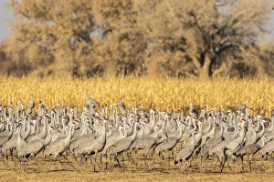 USA, New Mexico, Ladd S. Gordon Waterfowl Complex. Flock of sandhill cranes. Credit as USA, New Mexico, Ladd S. Gordon Waterfowl Complex. Flock of sandhill cranes. Credit as