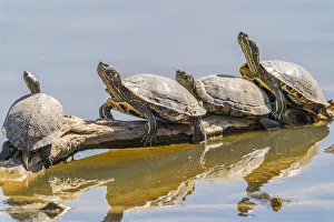 USA, New Mexico, Rio Grande Nature Center State Park. Red-eared slider turtles resting on log USA, New Mexico, Rio Grande Nature Center State Park. Red-eared slider turtles resting on log