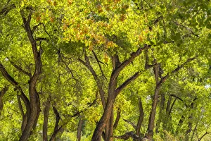 USA, New Mexico, Rio Rancho Bosque. Cottonwood trees backlit in spring USA, New Mexico, Rio Rancho Bosque. Cottonwood trees backlit in spring