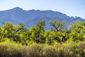 USA, New Mexico. Sandia Mountains and cottonwood trees in early spring USA, New Mexico. Sandia Mountains and cottonwood trees in early spring