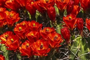 USA, New Mexico, Sandoval County. Claret cup cactus flowers blooming USA, New Mexico, Sandoval County. Claret cup cactus flowers blooming