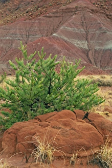 USA, New Mexico. Scenic of red rocks and green pine tree USA, New Mexico. Scenic of red rocks and green pine tree