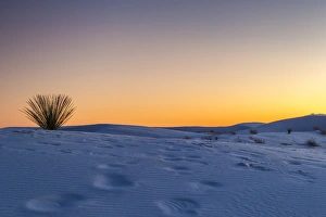 USA, New Mexico, White Sands National Monument, Sunset desert and yucca plant. Credit as USA, New Mexico, White Sands National Monument, Sunset desert and yucca plant. Credit as