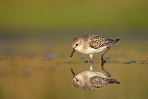 USA, New York City, Jamaica Bay Wildlife Refuge. Semipalmated sandpiper hunts for USA, New York City, Jamaica Bay Wildlife Refuge. Semipalmated sandpiper hunts for