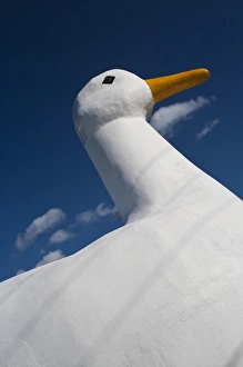 USA, New York, Flanders. The Big Duck, an area known for its duck farms USA, New York, Flanders. The Big Duck, an area known for its duck farms