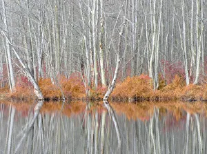 USA, New York State. Bare trees and autumn ferns, Beaver Lake Nature Center USA, New York State. Bare trees and autumn ferns, Beaver Lake Nature Center