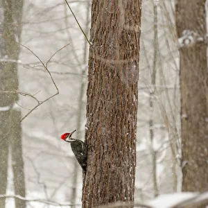 USA, New York State, Westchester County, male Pileated Woodpecker, perched on a tree USA, New York State, Westchester County, male Pileated Woodpecker, perched on a tree