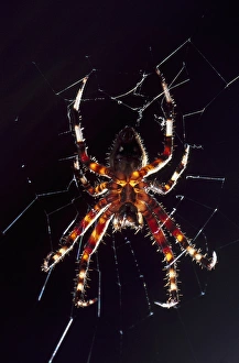 USA, North Carolina, Burlington, Barn Spider (Araneus cavaticus) USA, North Carolina, Burlington, Barn Spider (Araneus cavaticus)