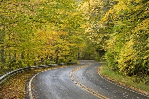 USA, North Carolina. Road through autumn-colored forest USA, North Carolina. Road through autumn-colored forest