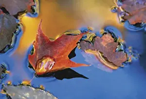 Autumn Leaf Pictures Prints: USA, Northeast, Maple Leaf in Reflection Floating Down Stream. Credit as: Nancy Rotenberg