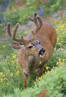 USA, Olympic National Park, Washington. Male Blacktail deer in velvet eats wildflowers USA, Olympic National Park, Washington. Male Blacktail deer in velvet eats wildflowers