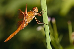 USA, Oregon, Albany, Freeway Ponds County Park, male Flame Skimmer (Libellula saturata) USA, Oregon, Albany, Freeway Ponds County Park, male Flame Skimmer (Libellula saturata)
