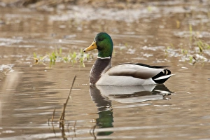 USA, Oregon, Basket Slough National Wildlife Refuge, Mallard drake (Anas plathyrnhynchos) USA, Oregon, Basket Slough National Wildlife Refuge, Mallard drake (Anas plathyrnhynchos)