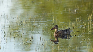 USA, Oregon, Baskett Slough National Wildlife Refuge, Northern Shoveler (Anas clypaeta) USA, Oregon, Baskett Slough National Wildlife Refuge, Northern Shoveler (Anas clypaeta)