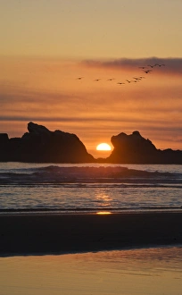 USA, Oregon. Birds fly over sunset between sea stacks. Credit as: Nancy Rotenberg USA, Oregon. Birds fly over sunset between sea stacks. Credit as: Nancy Rotenberg