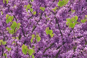 USA, Oregon. Blossoms and new growth on redbud tree in Multnomah County. Credit as USA, Oregon. Blossoms and new growth on redbud tree in Multnomah County. Credit as