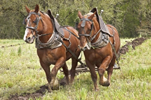 USA, Oregon, Champoeg State Park, Belgian team plowing during plowing competition USA, Oregon, Champoeg State Park, Belgian team plowing during plowing competition